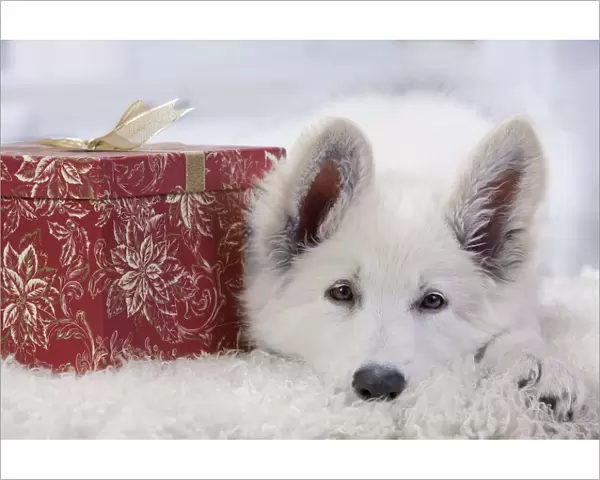 Dog - Swiss White Shepherd Dog - with gift-wrapped present