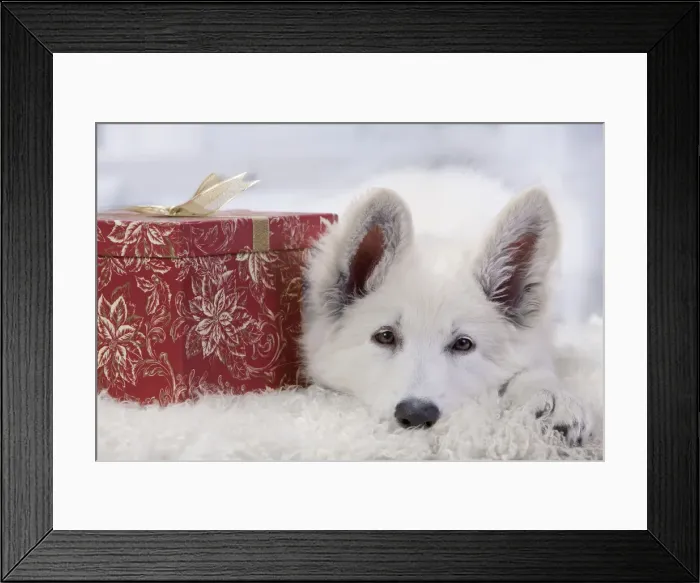Framed Print : Dog - Swiss White Shepherd Dog - with gift-wrapped present Framed Print : Dog - Swiss White Shepherd Dog - with gift-wrapped present