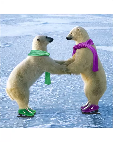 Polar Bear - males ice skating - Cape Churchill - Hudson Bay - Manitoba - Canada Manipulated Image: Scarves & skates added. Background colour improved and tracks added