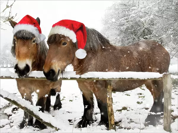 Belgian horses - in winter wearing Christmas hats Digital Manipulation: removed wire from fence - added falling snow - hats Su
