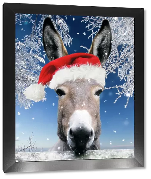 Donkey - looking over fence wearing Christmas hat in snow Digital Manipulation: Added background USH. Added snow - hat Su