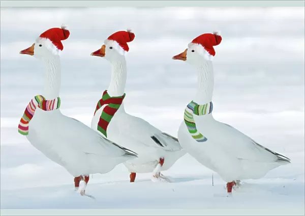 Domectic Geese - in snow - dressed in Christmas hats & scarves Digital Maniulation: added third Goose - Hats & scarves Su