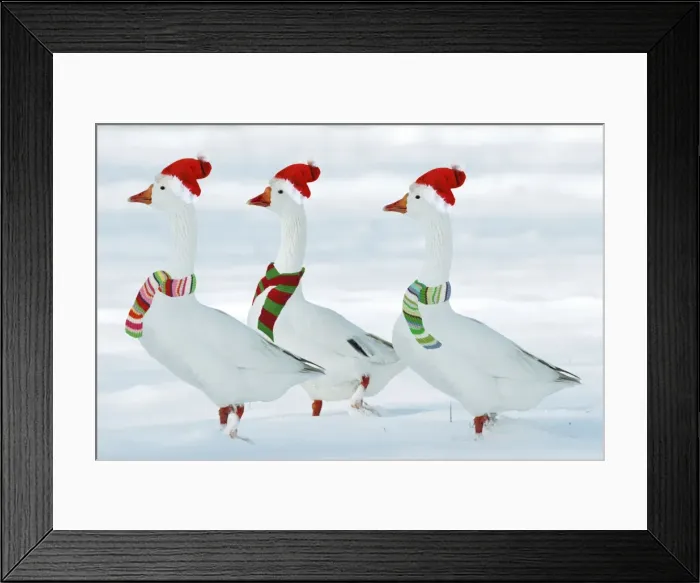 Framed Print : Domectic Geese - in snow - dressed in Christmas hats & scarves Digital Maniulation: added third Goose - Hats & scarves Su Framed Print : Domectic Geese - in snow - dressed in Christmas hats & scarves Digital Maniulation: added third Goose - Hats & scarves Su