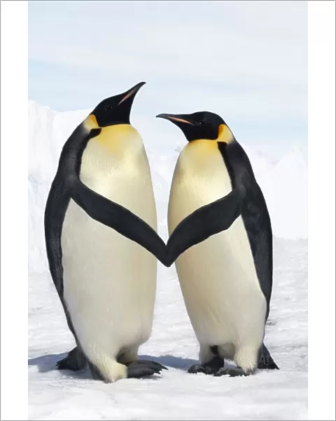 Emperor Penguin - pair holding hands  /  wings Digital Manipulation: cleaned up background - lightened blue sky - moved wings