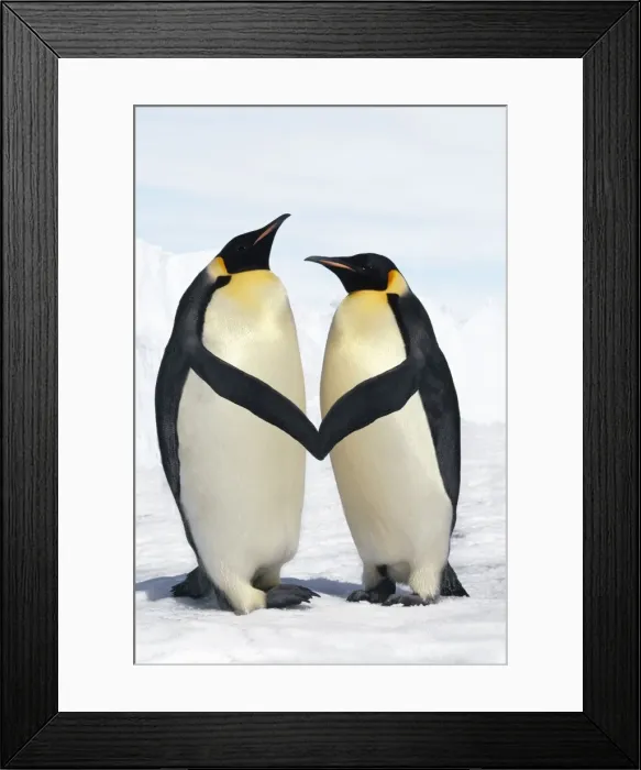 Framed Print : Emperor Penguin - pair holding hands / wings Digital Manipulation: cleaned up background - lightened blue sky - moved wings Framed Print : Emperor Penguin - pair holding hands / wings Digital Manipulation: cleaned up background - lightened blue sky - moved wings