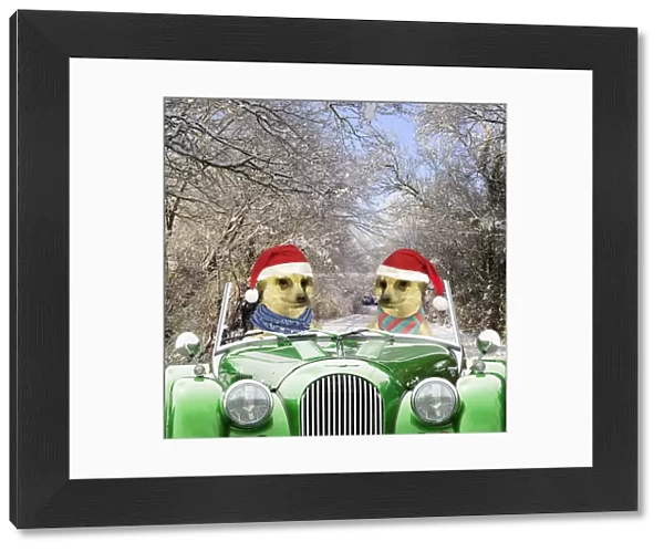 Meerkats - driving car through snow scene wearing Christmas hats Digital Manipulation: Background car scarves hats all JD - Meerkats TD