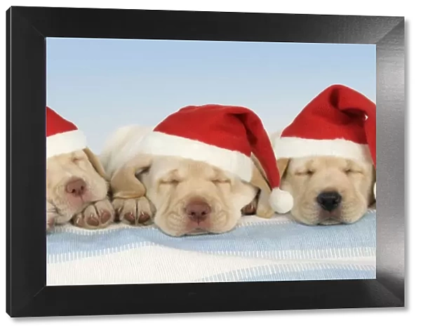 Dog - 8 week old labrador puppies wearing Christmas hats. Digital Manipulation: changed background - Hats JD