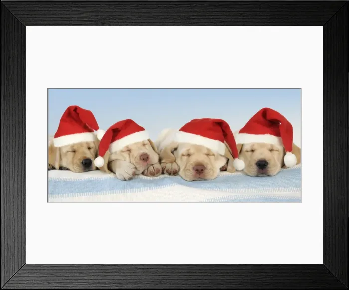 Framed Print : Dog - 8 week old labrador puppies wearing Christmas hats. Digital Manipulation: changed background - Hats JD Framed Print : Dog - 8 week old labrador puppies wearing Christmas hats. Digital Manipulation: changed background - Hats JD