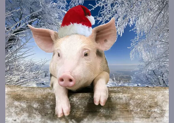 Pig - Piglet looking over fence wearing Christmas hat in snow scene Digital Manipulation: added background USH - hat Su - added snow to fence