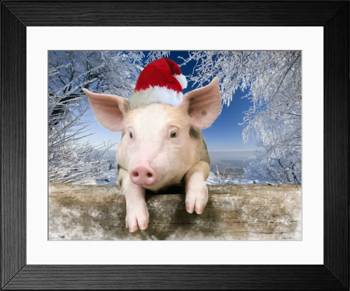Framed Print : Pig - Piglet looking over fence wearing Christmas hat in snow scene Digital Manipulation: added background USH - hat Su - added snow to fence Framed Print : Pig - Piglet looking over fence wearing Christmas hat in snow scene Digital Manipulation: added background USH - hat Su - added snow to fence