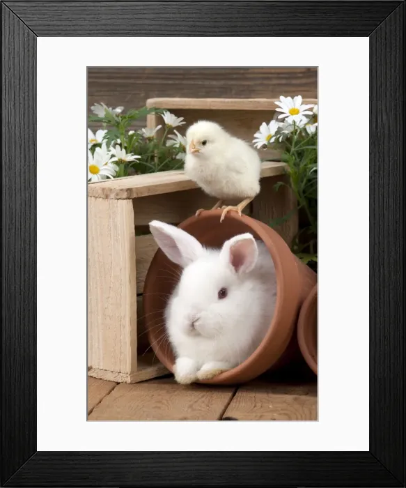 Framed Print : RABBIT & CHICK - Mini Ivory Satin Rabbit - sitting in flower pot with chick on top Framed Print : RABBIT & CHICK - Mini Ivory Satin Rabbit - sitting in flower pot with chick on top