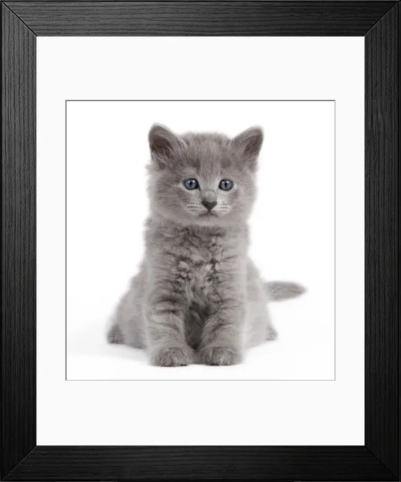 Framed Print : Cat - Nebelung kitten Framed Print : Cat - Nebelung kitten
