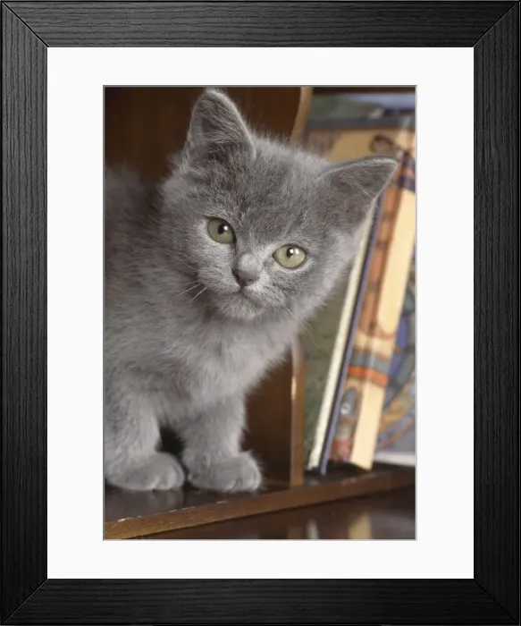 Framed Print : Cat - kitten in bureau Framed Print : Cat - kitten in bureau