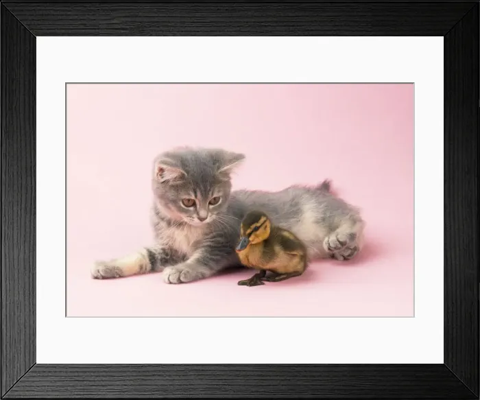 Framed Print : Kitten & Ducling Framed Print : Kitten & Ducling