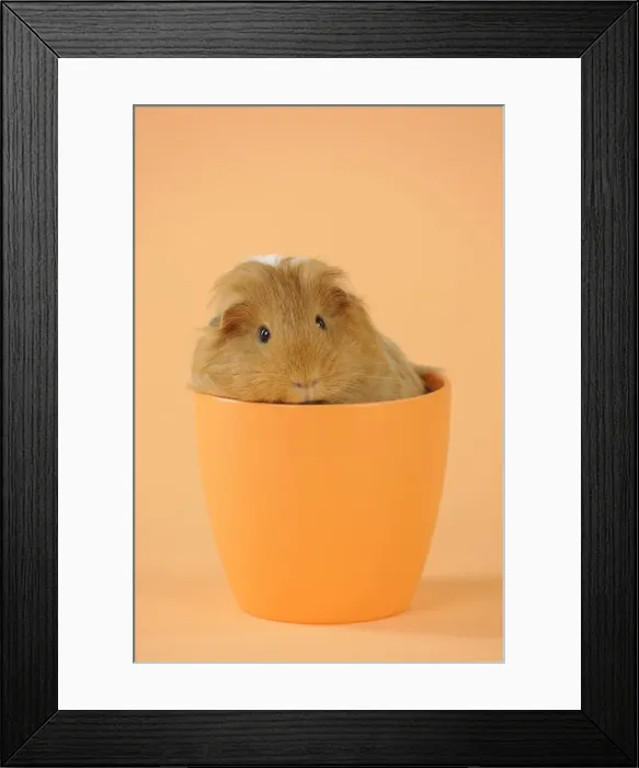 Framed Print : Guinea pig sitting in cup Framed Print : Guinea pig sitting in cup