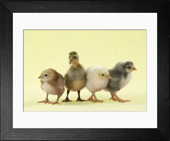 Framed Print : Chicks standing with duckling Digital Manipulation: background to yellow Framed Print : Chicks standing with duckling Digital Manipulation: background to yellow