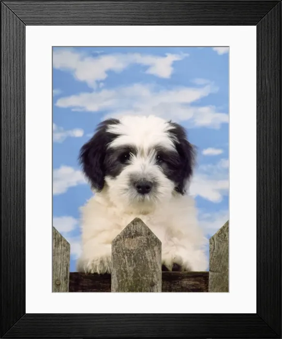 Framed Print : Polish Lowland Sheepdog - puppy Framed Print : Polish Lowland Sheepdog - puppy