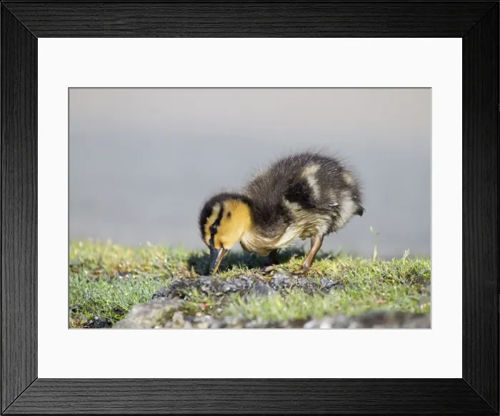 Framed Print : Mallard - duckling - UK Framed Print : Mallard - duckling - UK