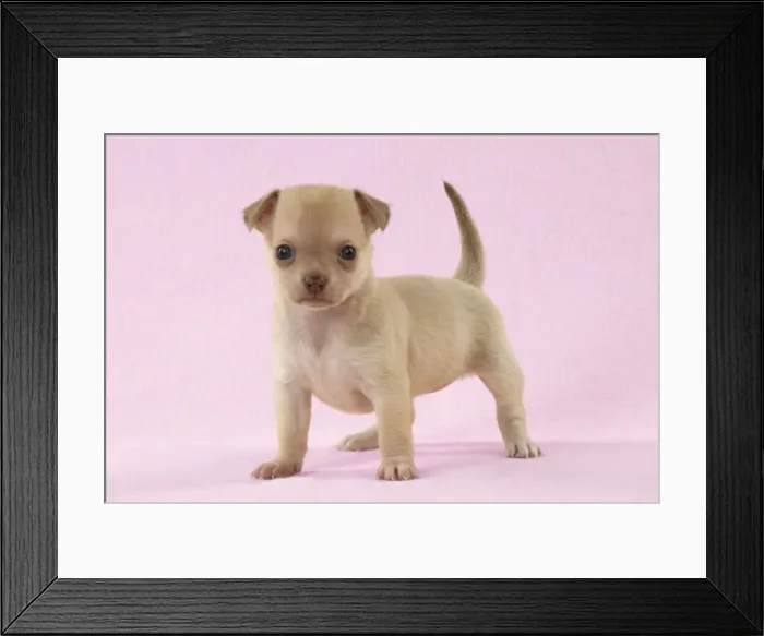 Framed Print : DOG - Chihuahua puppy (6 weeks) Digital Manipulation: background to pink Framed Print : DOG - Chihuahua puppy (6 weeks) Digital Manipulation: background to pink