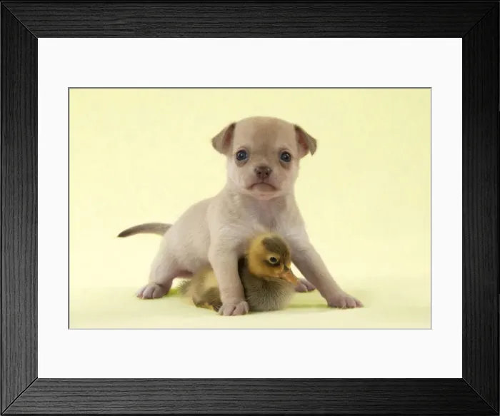 Framed Print : DOG - Chihuahua puppy standing with duckling (6 weeks) Digital Manipulation: background to yellow Framed Print : DOG - Chihuahua puppy standing with duckling (6 weeks) Digital Manipulation: background to yellow