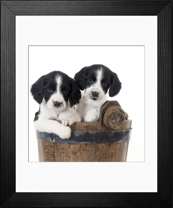 Framed Print : DOG - Springer Spaniel puppies sitting in a bucket
