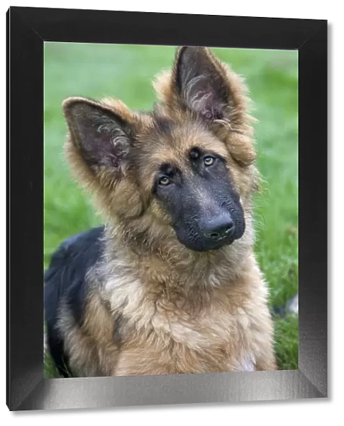 Dog - German Shepherd - puppy