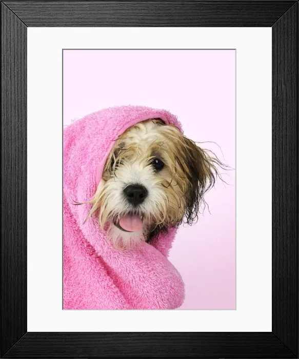 Framed Print : Teddy Bear dog - wet, wrapped in a towel Manipulation: background colour changed Framed Print : Teddy Bear dog - wet, wrapped in a towel Manipulation: background colour changed
