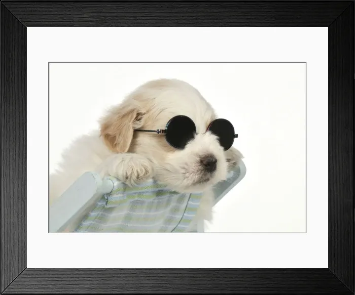 Framed Print : DOG - Teddy bear dog puppy sitting in deckchair wearing sunglasses
