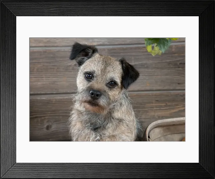 Framed Print : DOG - Border terrier Framed Print : DOG - Border terrier