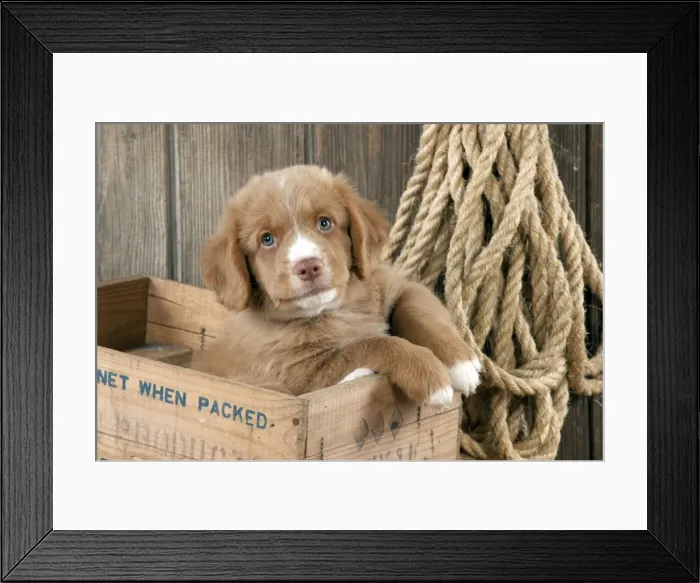 Framed Print : DOG - Nova scotia duck tolling retriever puppy sitting in box (8 weeks) Framed Print : DOG - Nova scotia duck tolling retriever puppy sitting in box (8 weeks)