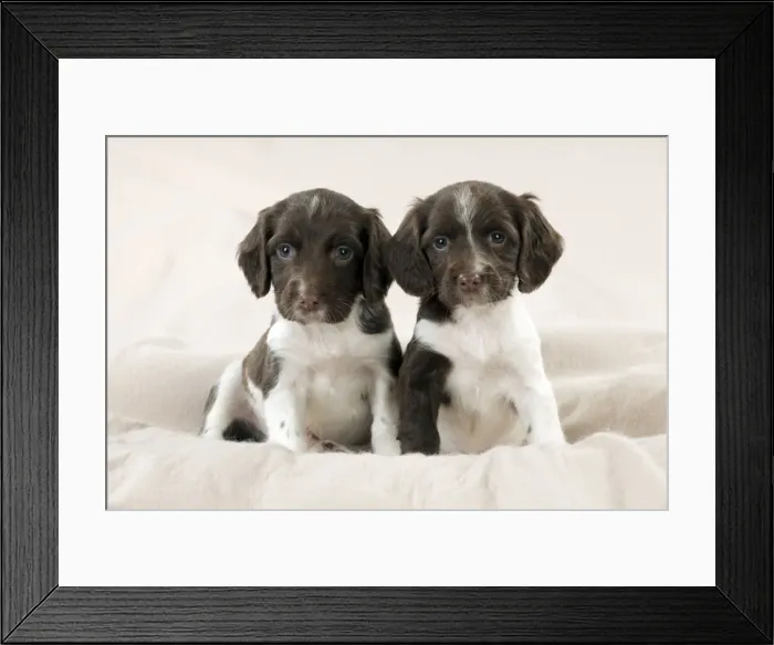 Framed Print : DOG - Springer Spaniel puppies sitting on blanket Framed Print : DOG - Springer Spaniel puppies sitting on blanket