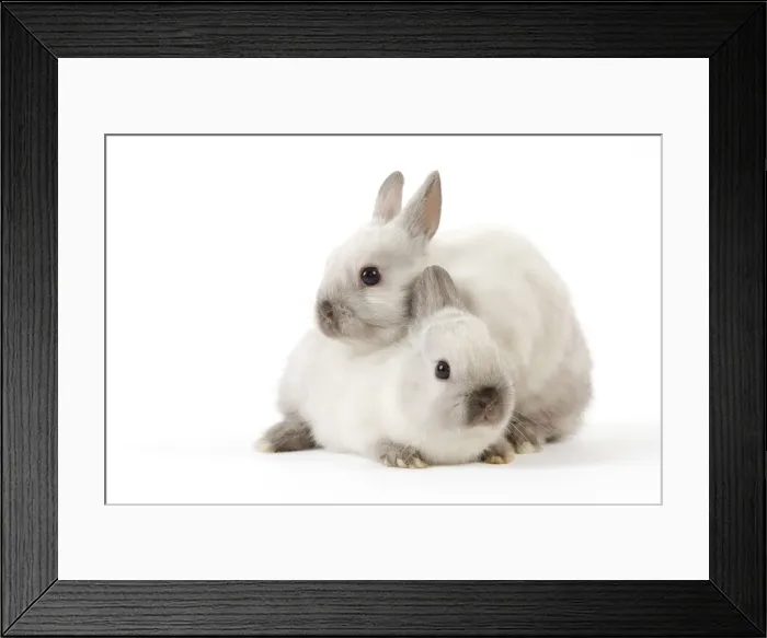 Framed Print : Dwarf Rabbit Framed Print : Dwarf Rabbit