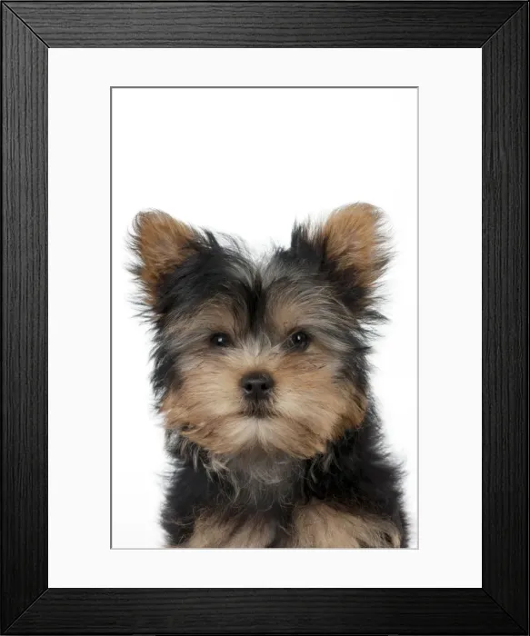 Framed Print : DOG - Yorkshire terrier puppy Framed Print : DOG - Yorkshire terrier puppy