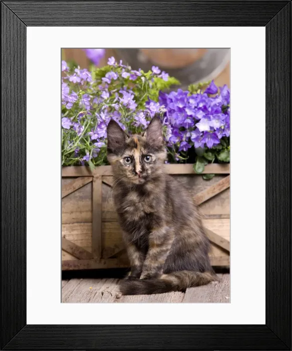 Framed Print : Cat - Turkish Angora kitten