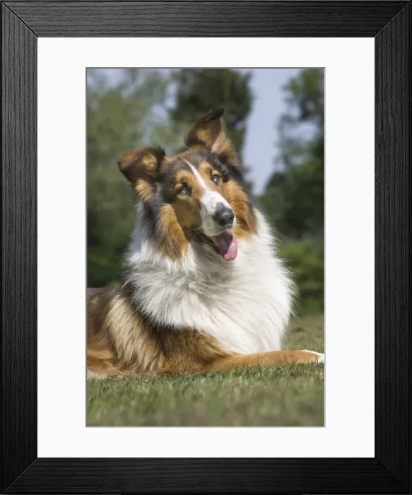 Framed Print : Dog - Scotch / Scottish Collie - in garden Framed Print : Dog - Scotch / Scottish Collie - in garden
