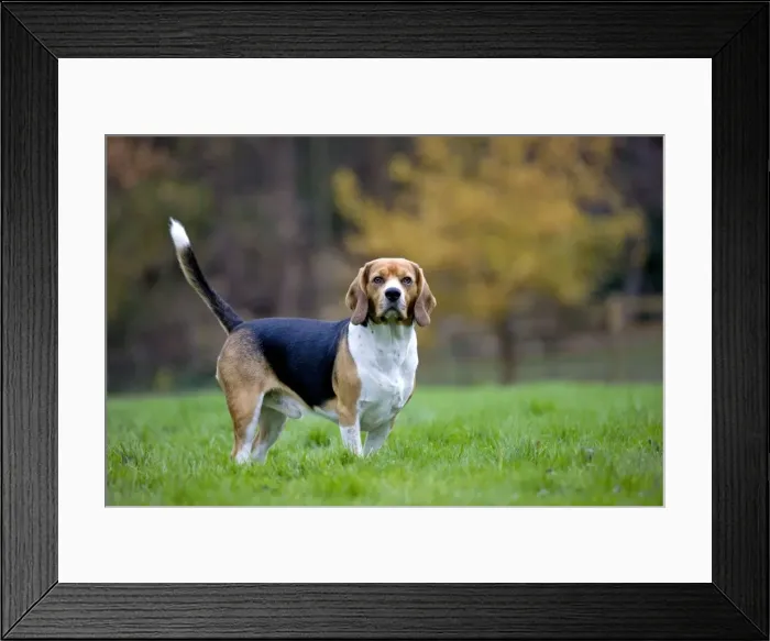 Framed Print : Dog - Beagle dog Framed Print : Dog - Beagle dog