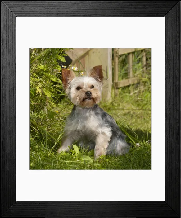 Framed Print : DOG - Yorkshire terrier sitting in garden Framed Print : DOG - Yorkshire terrier sitting in garden