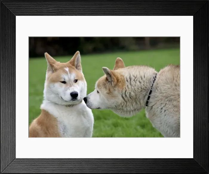 Framed Print : Dog - Akita Inu - old and young dog Framed Print : Dog - Akita Inu - old and young dog