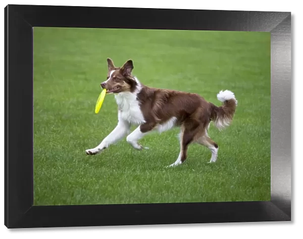 Dog - Border Collie - with red merle - playing with frisbee