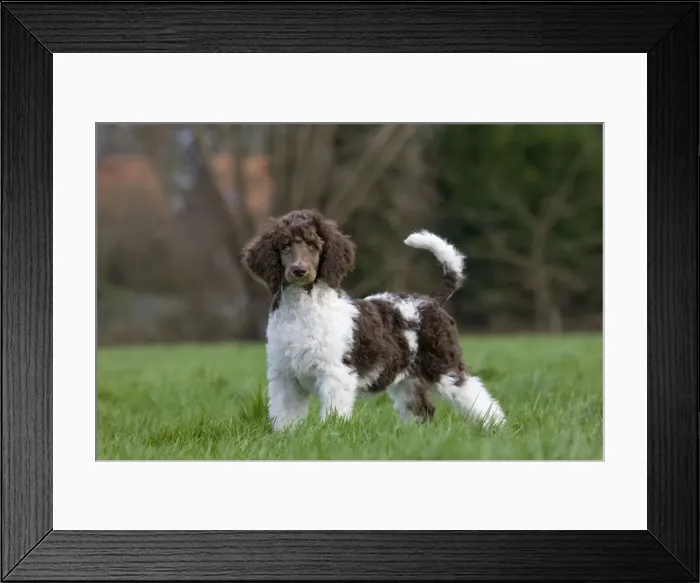 Framed Print : Dog - Harlequin Poodle - puppy in garden Framed Print : Dog - Harlequin Poodle - puppy in garden