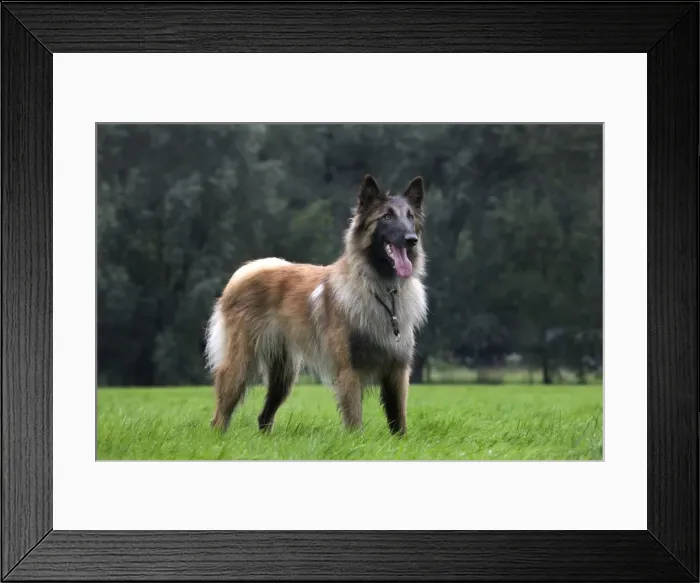 Framed Print : Dog - Belgian Shepherd / Tervuren Dog Framed Print : Dog - Belgian Shepherd / Tervuren Dog