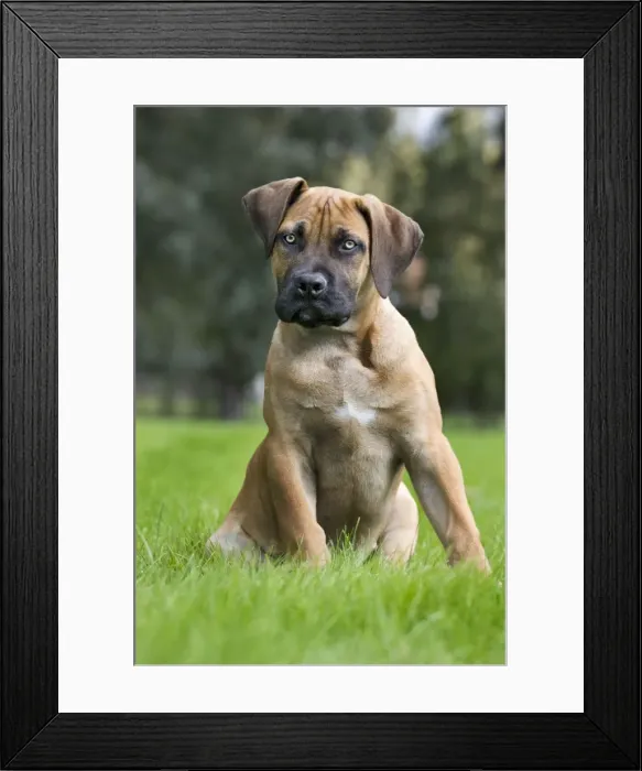 Framed Print : Dog - Boerboel - puppy in garden Framed Print : Dog - Boerboel - puppy in garden
