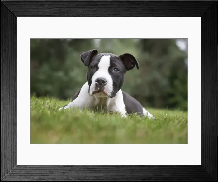 Framed Print : Dog - American Staffordshire Terrier puppy Framed Print : Dog - American Staffordshire Terrier puppy