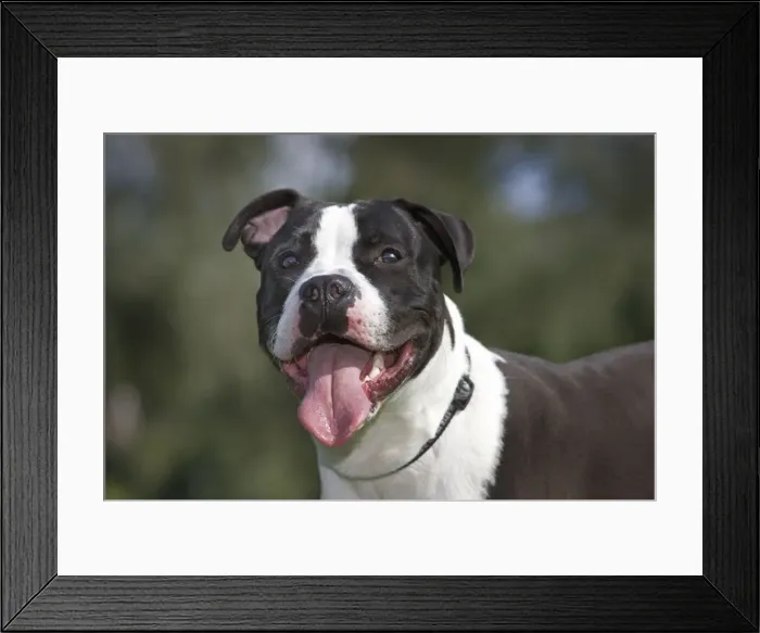 Framed Print : Dog - American Staffordshire Terrier Framed Print : Dog - American Staffordshire Terrier