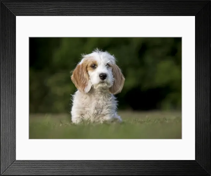 Framed Print : Dog - Basset Griffon vendeen - puppy Framed Print : Dog - Basset Griffon vendeen - puppy