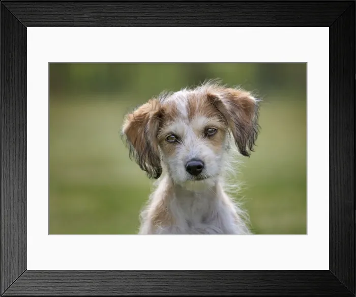 Framed Print : Dog - Mongrel Jack Russell - puppy in garden Framed Print : Dog - Mongrel Jack Russell - puppy in garden