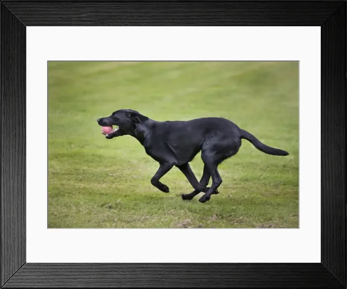 Framed Print : Dog - Black Labrador - playing in garden with ball Framed Print : Dog - Black Labrador - playing in garden with ball