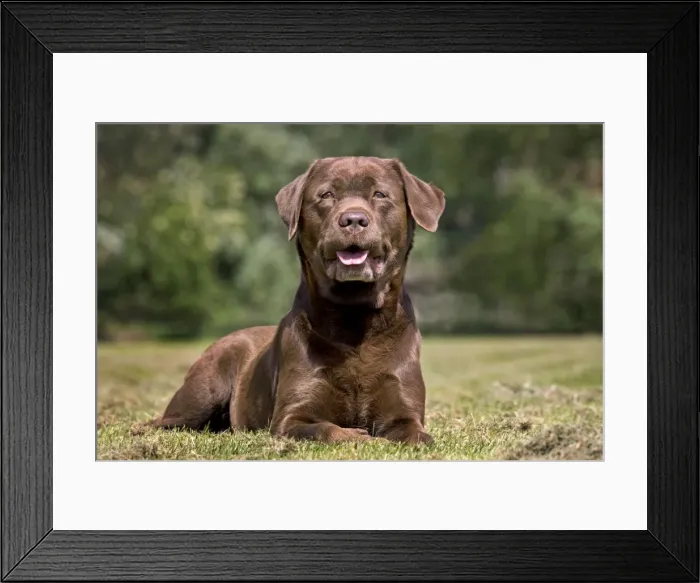 Framed Print : Dog - Chocolate Labrador - in garden Framed Print : Dog - Chocolate Labrador - in garden