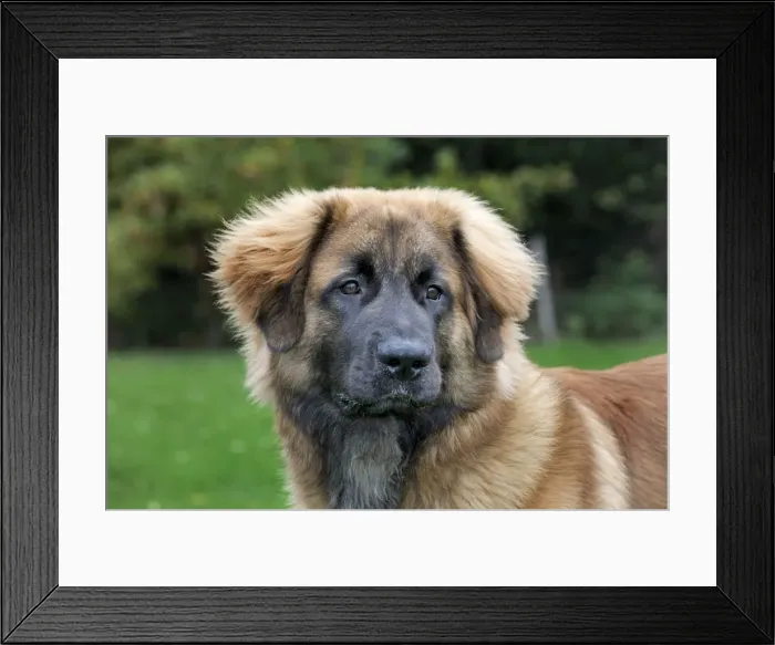 Framed Print : Dog - Leonberger Framed Print : Dog - Leonberger