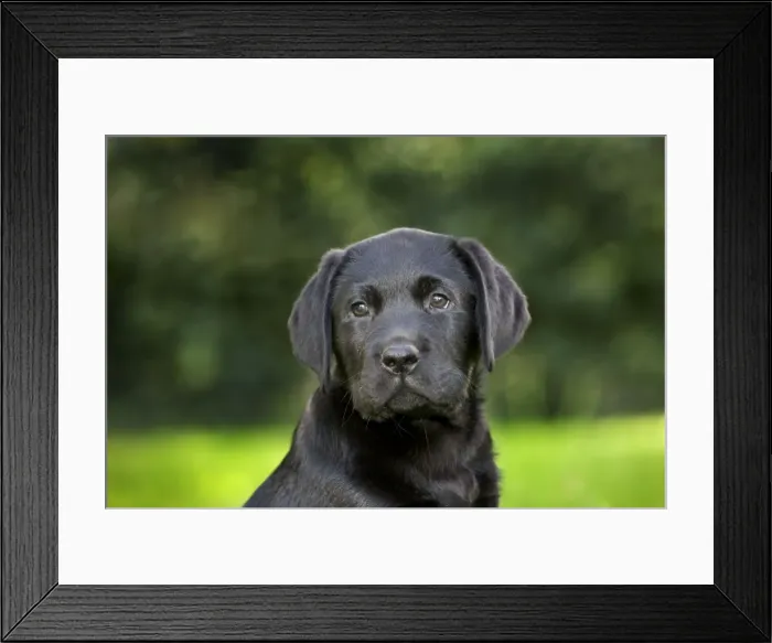Framed Print : Dog - Black Labrador - puppy in garden Framed Print : Dog - Black Labrador - puppy in garden